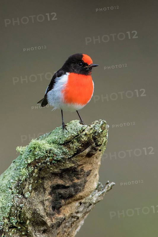 Red-capped Robin (Petroica goodenovii) perched on an old lichen covered tree stump, Victoria, Australia