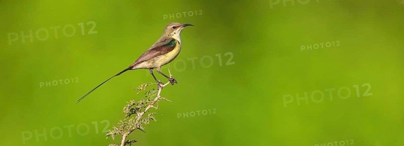 Green-breasted Sunbird, Green-throated Sunbird, Hedydipna platura, Anthodiaeta platura, (Anthreptes platurus), Pygmy Sunbird, Suimanga pigmeo, Tendaba camp / Kwinella area, Kwinella, South Bank, Gambia