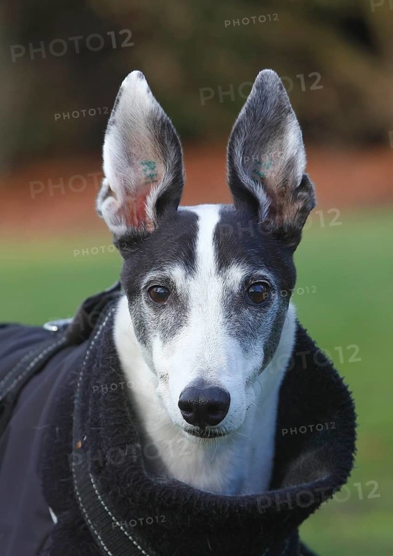Greyhound (Canis lupus familaris), male dog 10 years, portrait, in the countryside, North Rhine-Westphalia, Germany
