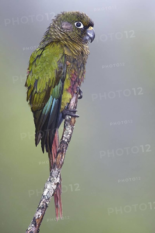 Maroon-bellied Parakeet (Pyrrhura frontalis), Bahia, Brazil