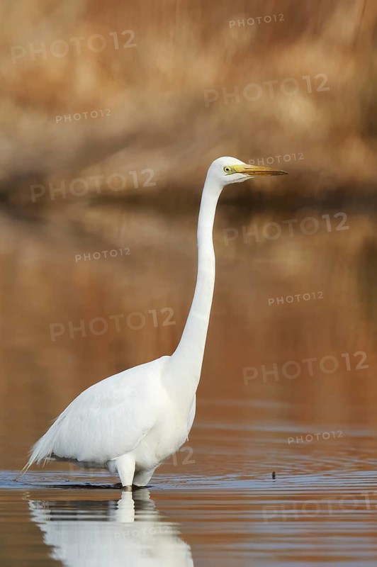 Great White Egret (Ardea alba) standing in the water, North Rhine-Westphalia, Germany