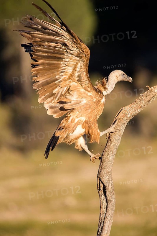 Griffon Vulture (Gyps fulvus) climbing up old branch, Andalusia, Spain