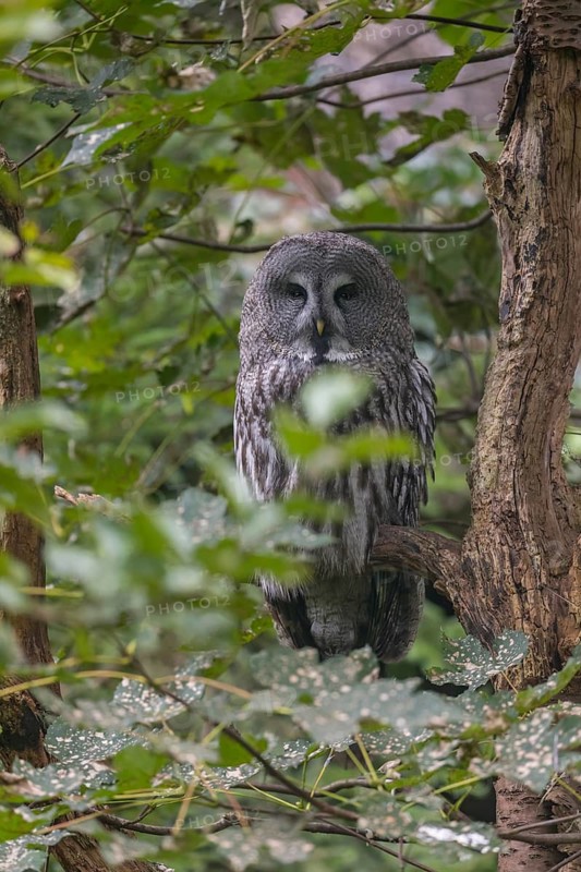 One great grey owl (Strix nebulosa) sitting on a branch of a tree, hidden by green leaves