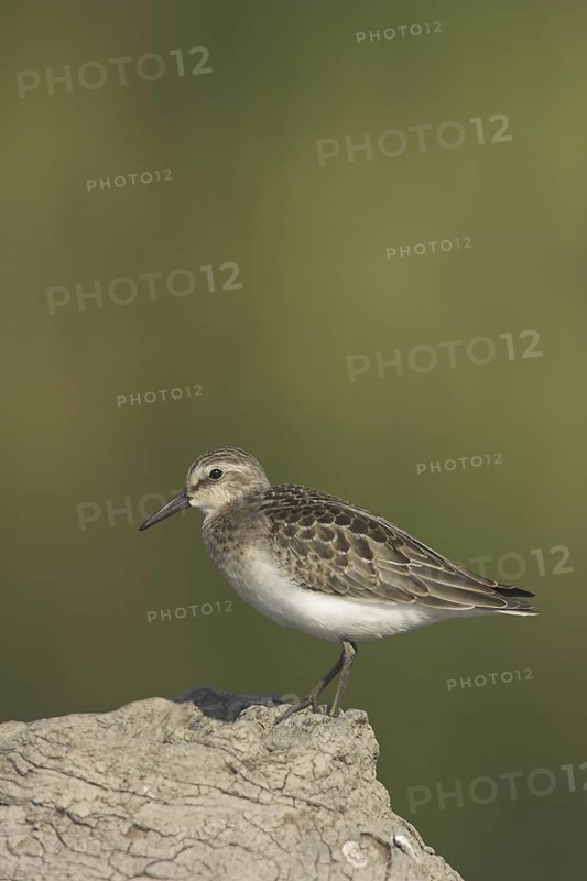 Semipalmated Sandpiper (Calidris pusilla), Ontario, Canada