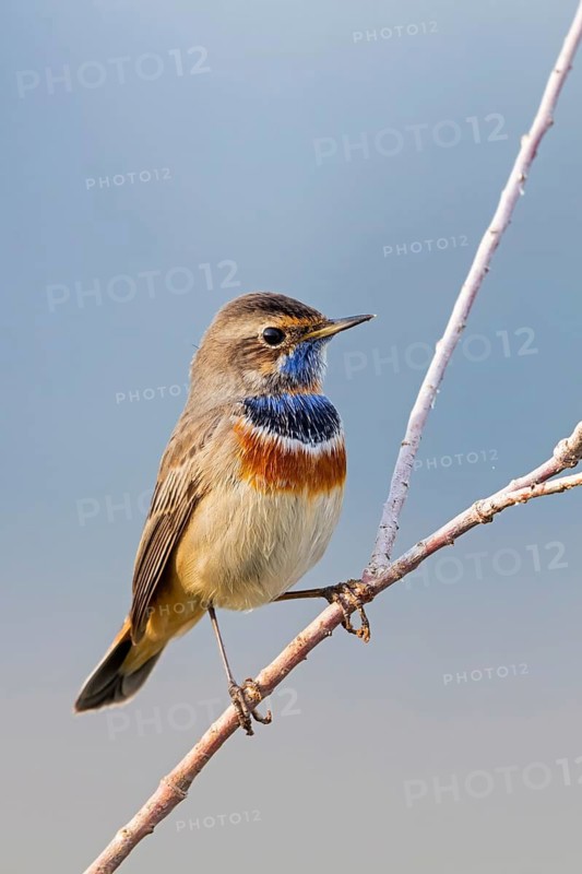 Bluethroat, (Luscinia svecica), (Luscinia svecicus), animals, birds, male, songbird, songbirds, flycatcher family, perch, Israel