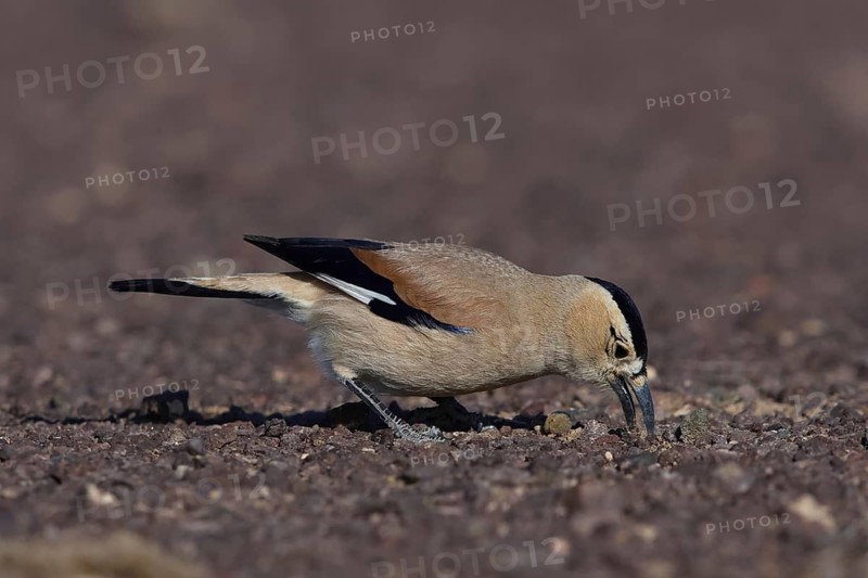 Pander's Ground Jay (Podoces panderi), Oemnoe Gobi, Mongolia