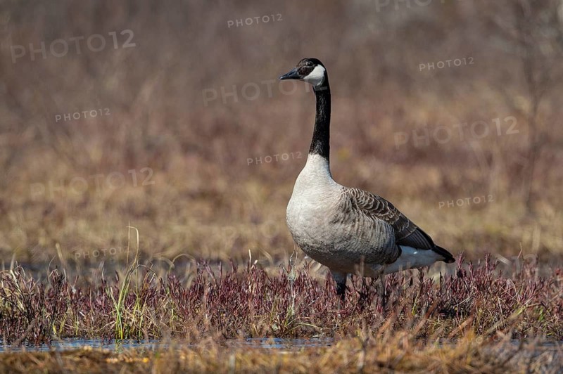 Canada goose (Branta canadensis) at a lake, Fågelsjö, Gävleborgs län, Sweden