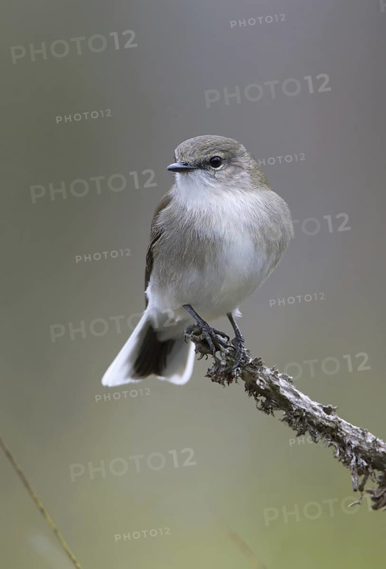 Jacky Winter (Microeca fascinans), Victoria, Australia