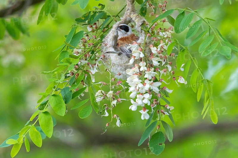 Penduline Tit, (Remiz pendulinus), Rémiz penduline, animals, birds, tits, family of Penduline Tits, Lake Neusiedl, Illmitz, Burgenland, Austria