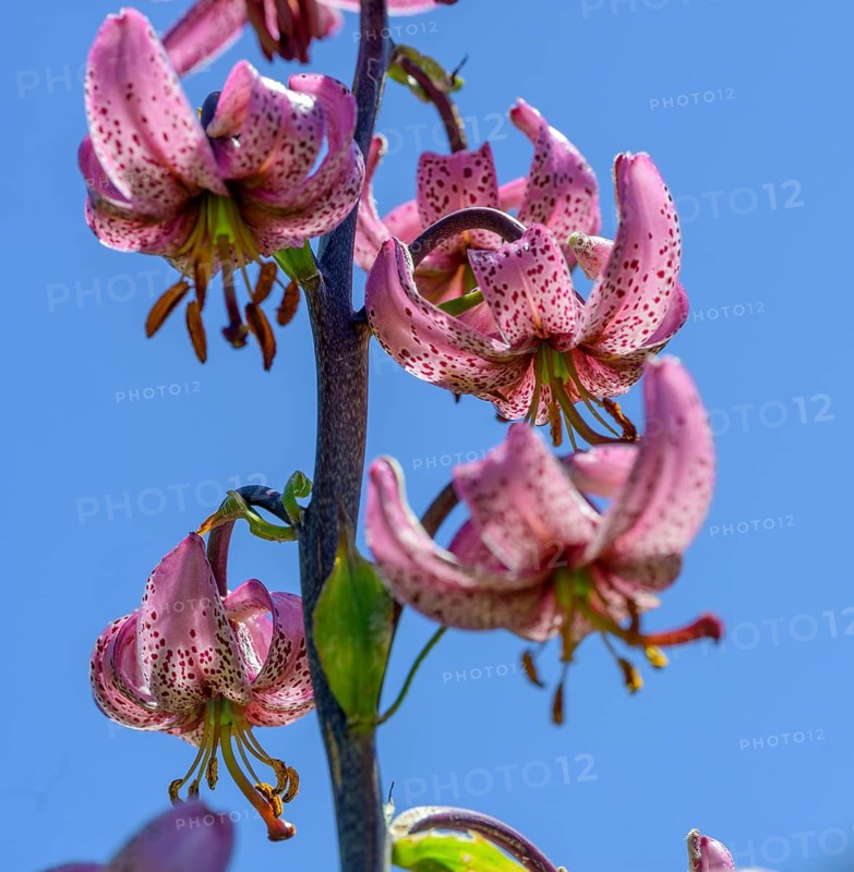 Lilium martagon in front of a blue sky, Entraunes, Département Alpes-Maritimes, France