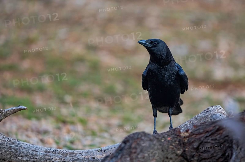 A striking black Carrion crow stands on a rugged log, its glossy feathers contrasting against the soft, blurred background of earthy tones