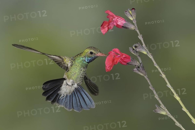 Broad-billed Hummingbird (Cynanthus latirostris), Arizona, USA