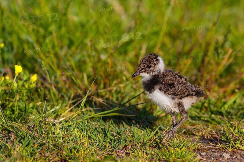 Northern Lapwing (Vanellus vanellus) chick, Netherlands