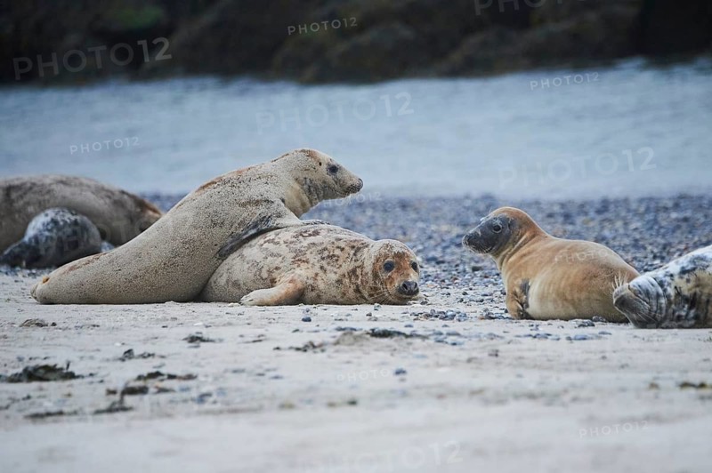 Grey seal (Halichoerus grypus) playing with each other on the beach, Düne, Helgoland, Schleswig-Holstein, Germany