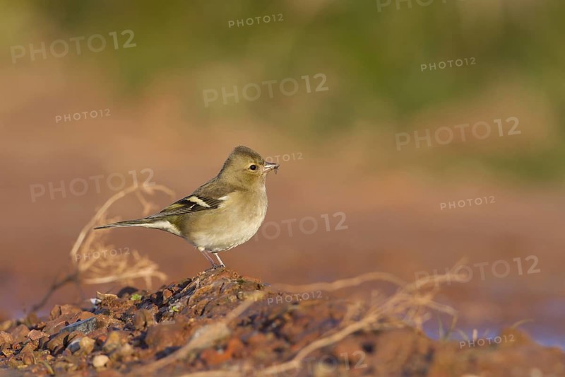 Chaffinch - Buchfink - Fringilla coelebs ssp. coelebs, Germany, 1st cy female