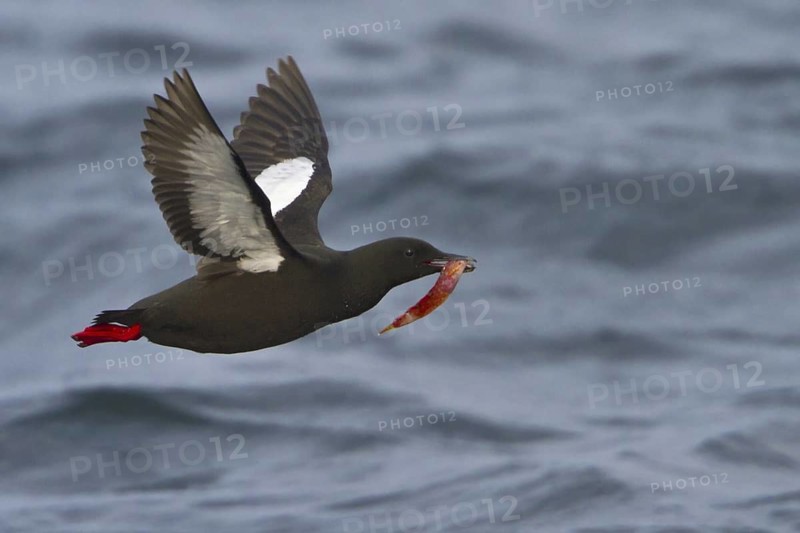 Black Guillemot (Cepphus grylle), Newfoundland, Canada