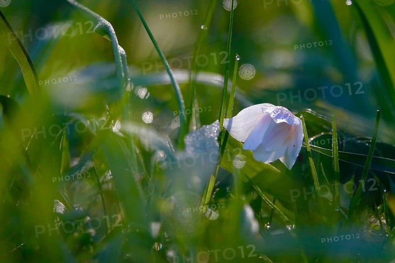 Wood anemones with dew on spring morning, Germany