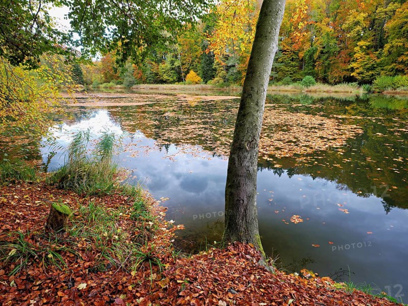 Egelsee in autumn-colored surroundings, Bergdietikon, Canton of Aargau, Switzerland