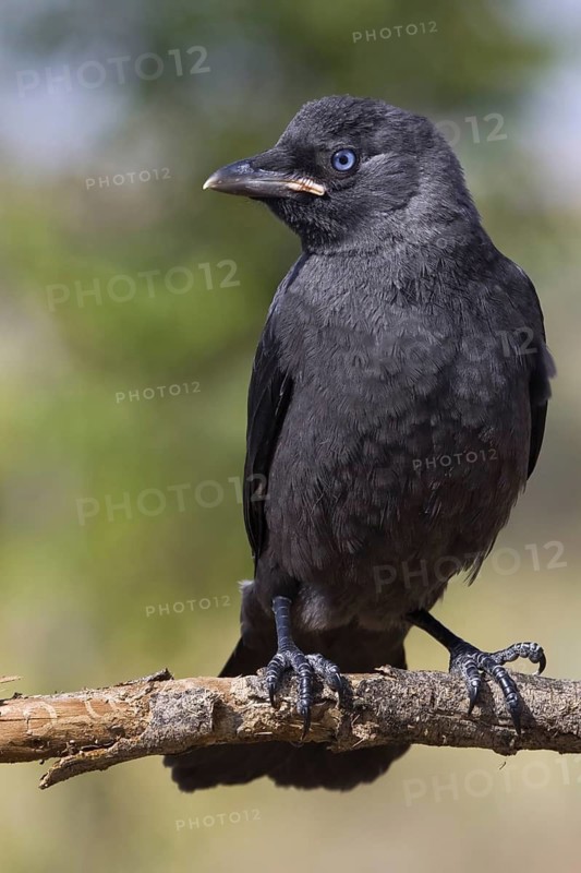 Western Jackdaw (Coloeus monedula), Castile-La Mancha, Spain