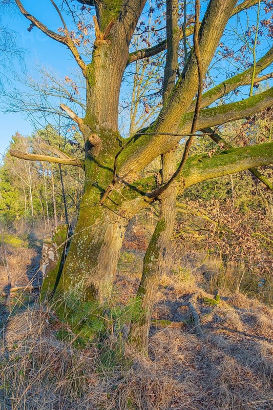 Two intertwined oak trees in the primeval forest of the Wildeshauser Geest, Emstek, Oldenburg, Lower Saxony, Germany