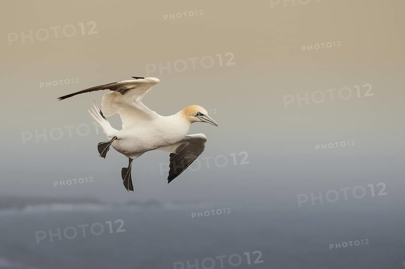 Northern Gannet (Morus bassanus) flying, Schleswig-Holstein, Germany