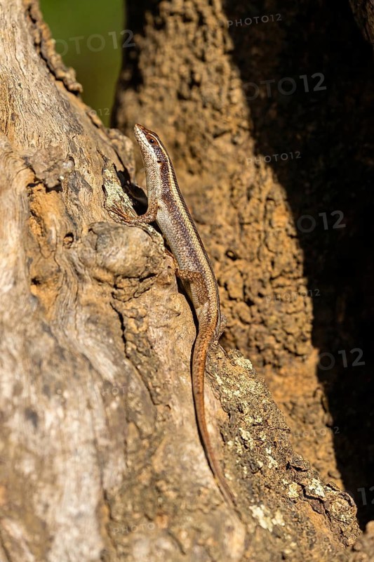African Striped Skink, Striped Mabuye, (Trachylepis striata), lizard, lizards, reptiles, reptile, climbing tree, Mkuze Game Reserve, Mkuze, KwaZulu-Natal, S¸dafrica
