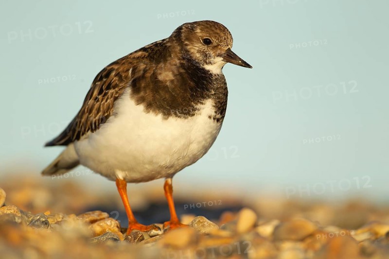 Ruddy turnstone (Arenaria interpres) adult wading bird in winter plumage on a shingle beach, England, United Kingdom