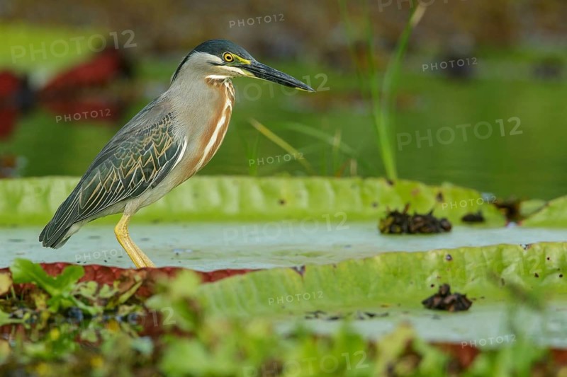 Striated Heron (Butorides striatus) feeding in a river in the rainforest of Guyana