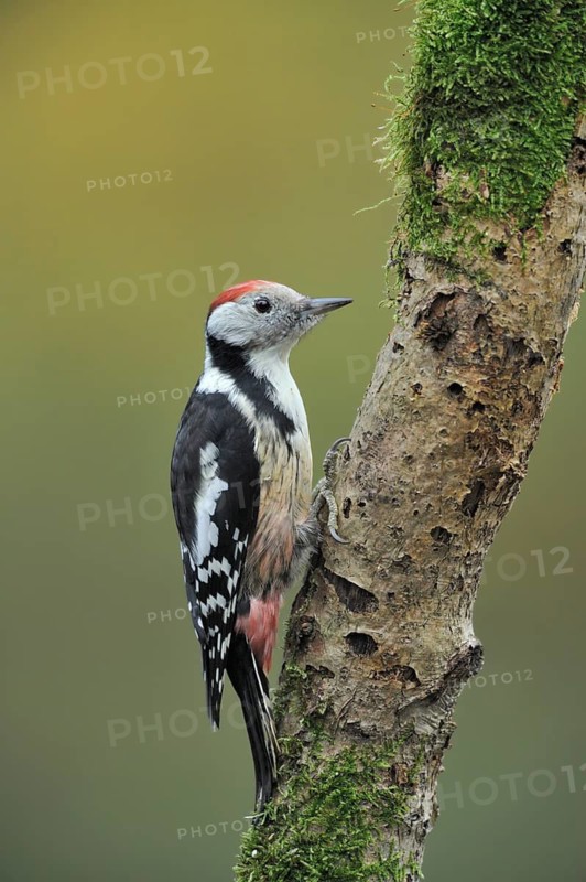 Middle Spotted Woodpecker (Dendrocoptes medius), North Rhine-Westphalia, Germany