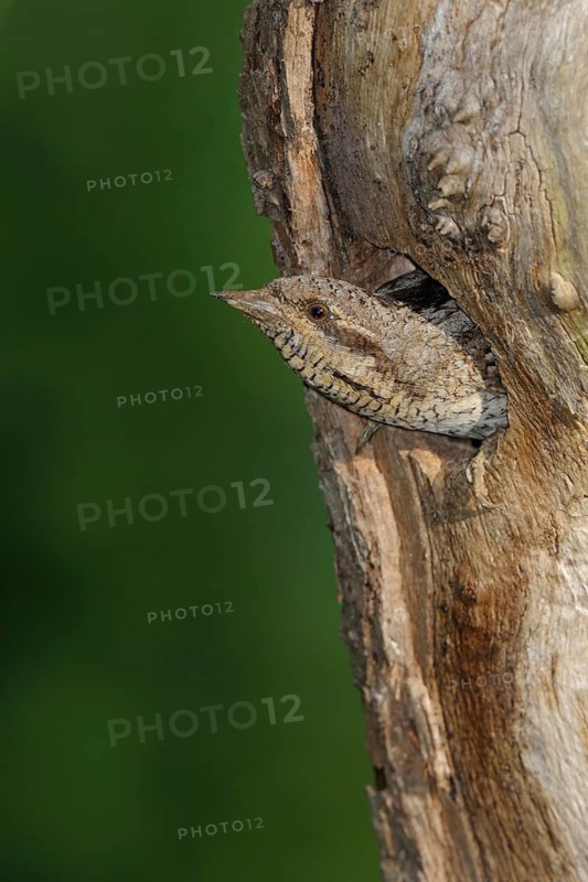 Eurasian Wryneck (Jynx torquilla) at nest hole, North Rhine-Westphalia, Germany