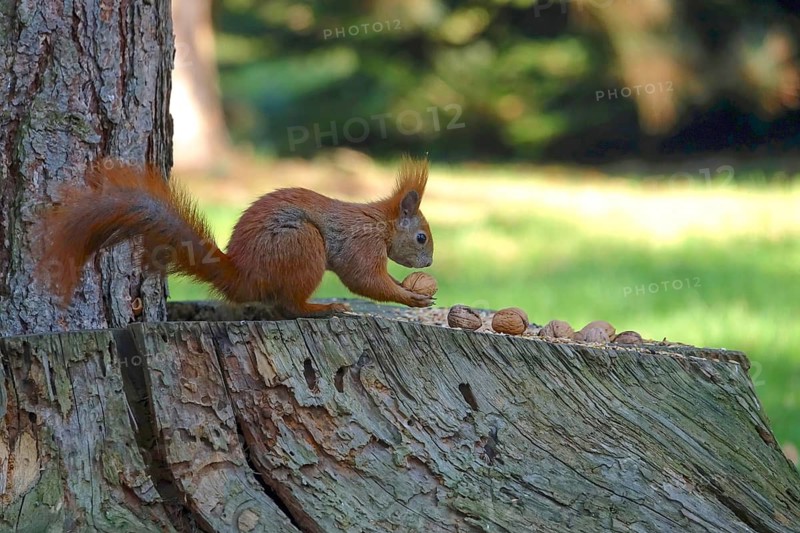 Squirrel with nut, symbolic image for creating emergency supplies, winter, Germany