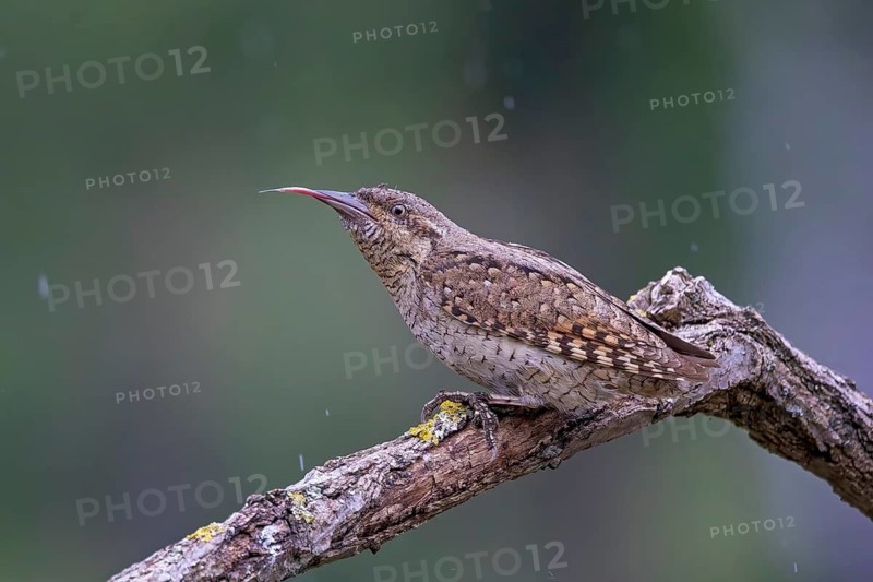 Wryneck (Jynx torquilla) with foraging tongue, ants, ant pupae, in the rain, on a branch, camouflage artist, camouflage, woodpecker-like, Middle Elbe Biosphere Reserve, Saxony-Anhalt, Germany