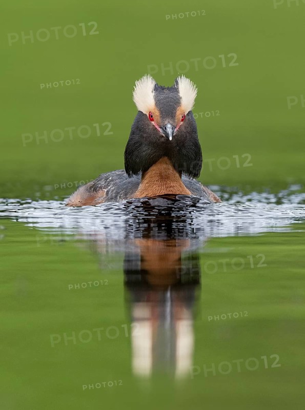 Horned Grebe (Podiceps auritus), British Columbia, Canada