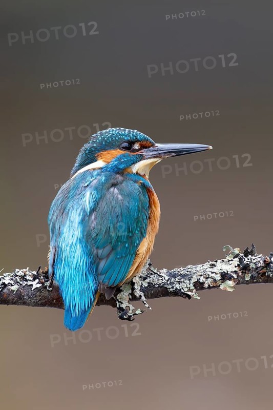 Common kingfisher (Alcedo atthis) adult male bird on a tree branch, England, United Kingdom