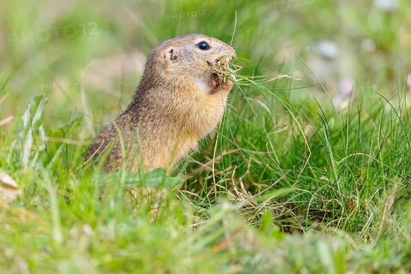 A fully grown European ground squirrel (Spermophilus citellus) carries nesting material in its mouth. Austria