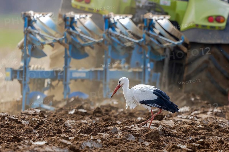 White Stork (Ciconia ciconia) foraging in freshly plowed field, North Rhine-Westphalia, Germany
