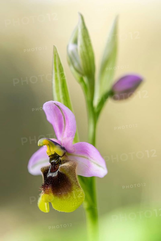 An intricate detail of a wild Andalusian orchid in bloom. Delicate purple petals contrast with a soft, blurred background, highlighting the plant's natural beauty