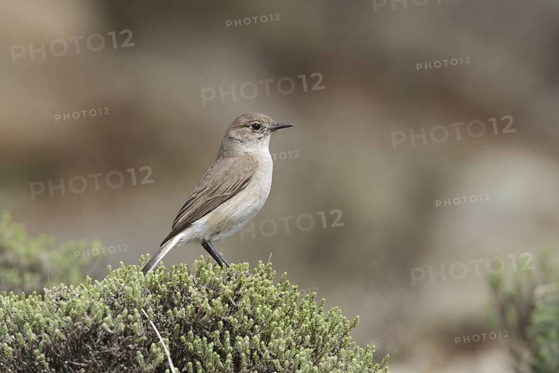 Sickle-winged Chat (Emarginata sinuata), Lesotho