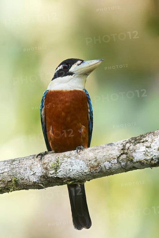 Rufous-bellied Kookaburra (Dacelo gaudichaud) perched on a branch in Papua New Guinea