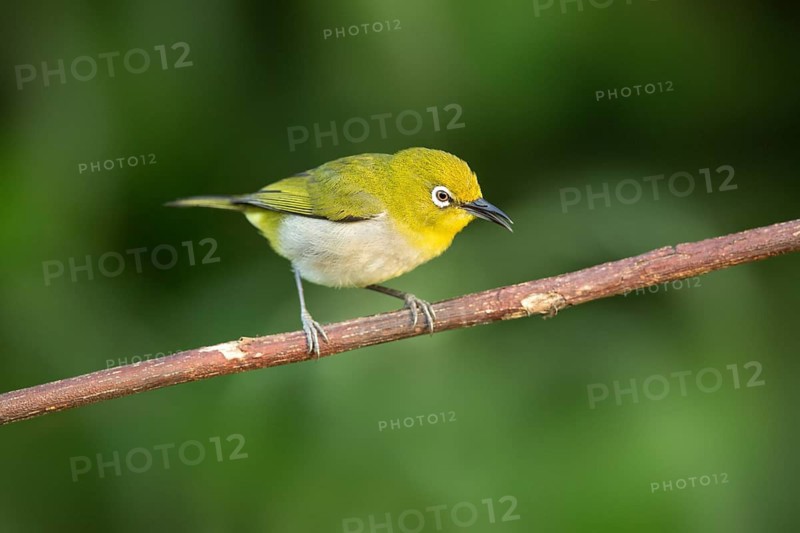 Japanese White-eye (Zosterops japonicus) perched on a branch, Miyakejima, Japan