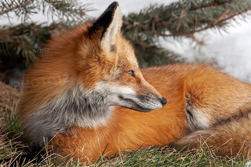 Red fox (vulpes vulpes) sitting on grass and watching. Montreal botanical garden, province of Quebec, Canada