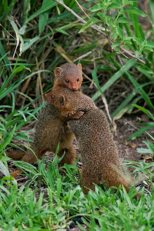 Dwarf Mongoose (Helogale parvula) two play fighting and hugging, Serengeti, Tanzania