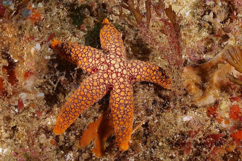 Red-spotted starfish (Ferdina mena)