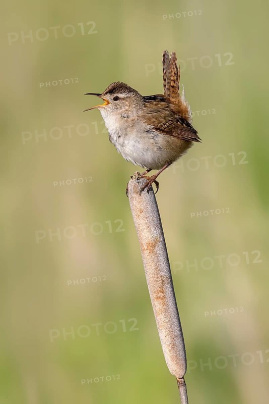 Marsh Wren (Cistothorus palustris) singing from cattail, British Columbia, Canada