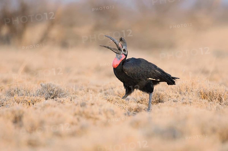 Abyssinian Ground Hornbill (Bucorvus abyssinicus), Awash National Park, Ethiopia