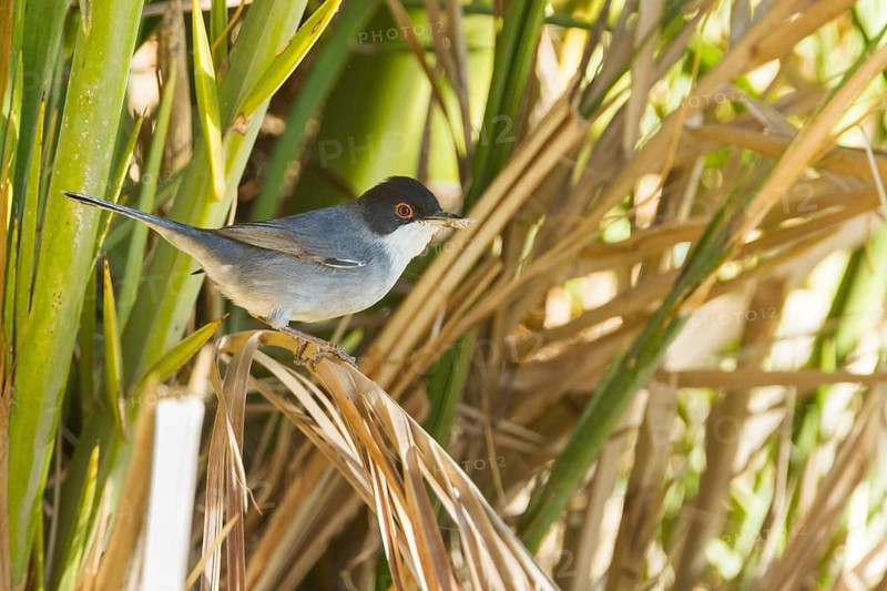 Sardinian Warbler - Samtkopfgrasmücke - Sylvia melanocephala ssp. melanocephala, Morocco