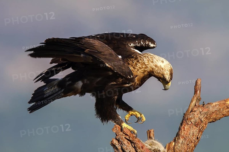 Spanish Imperial Eagle (Aquila adalberti) female, Avila, Spain