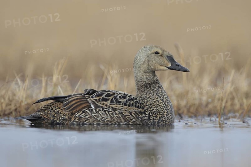 King Eider (Somateria spectabilis) female, Alaska, USA