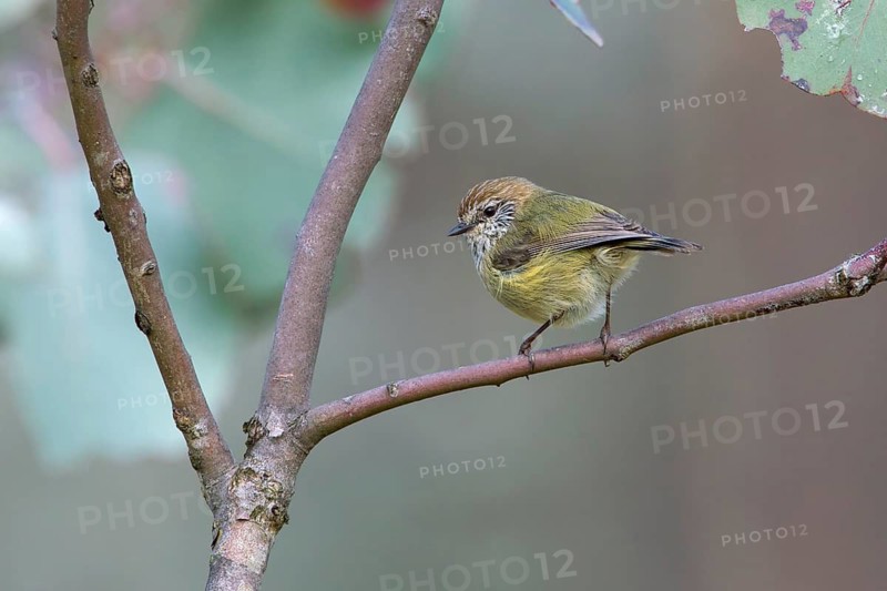 Striated Thornbill (Acanthiza lineata), Victoria, Australia