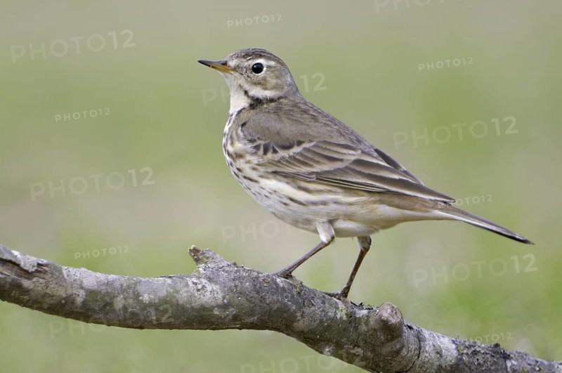 Buff-bellied Pipit (Anthus rubescens), Texas, USA